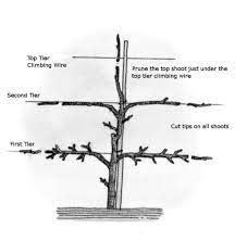 All other growth should be removed. Espalier Trees Espalier Fruit Trees Pruning Fruit Trees Fruit Trees