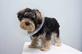 Certified professional dog vets are ready to answer your veterinary questions. How To Keep Your Dog From Licking Their Stitches After Surgery Extreme Electric Dog Fence 2021 Diy Kits