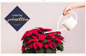 When you want the poinsettia to bloom, start following the darkness routine mentioned above. Poinsettia Care Guide Tips And Tricks Ftd Com