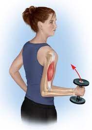 4 2 2 Outline The Types Of Muscle Contraction Flashcards Quizlet
