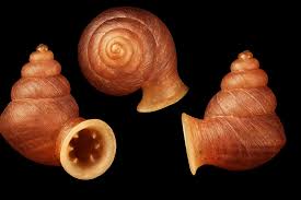 Image result for snail