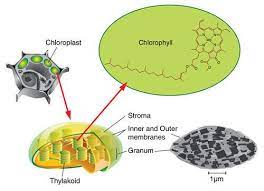 The Interior Of A Chloroplast Showing Chlorophyll Photosynthesis Biology Biology Plants