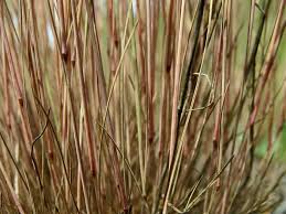 Image result for Heteranthoecia