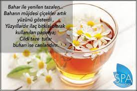 siyah caydan sonra tuketilen en populer bitki caylari arasinda yer alan papatyacayi geleneksel olarak sinirleri yatistirmak ve uykuya gecisi kolaylastirmak ama