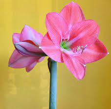 Unser papagei cony ist auch auf dem bild. Amaryllis Verbluht So Geht Die Pflege Nach Der Blute Parzelle94 De