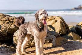 Most have a curly or wavy coat. 9 Large Dog Breeds With Curly Hair Patchpuppy Com
