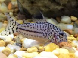 Juli Cory Catfish Cory Catfish Beautiful Fish Catfish