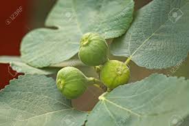 There is also a wild variety of fig which grows in pakistan's punjab province and is called the punjab fig. Fruits Three Green Figs Anjeer Ficus Carica With Leaves On Plant Stock Photo Picture And Royalty Free Image Image 85792458