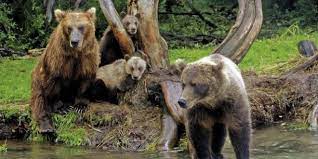 Die leute sagen oft, dass die menschen in russland kaltherzig sind und nie lächeln. Russische Reiseregionen Landschaften Wo Leben Welche Tiere In Russland