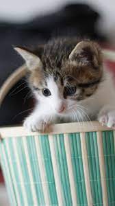 60 Cute Animals Iphone Wallpapers You Would Love To Download Wallpaper Iphone Cat Animals Cute Animals