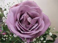From birthday parties to anniversary dinners, floral arrangements full of fresh, beautiful flowers are the perfect complement. Blue Rose Wikipedia