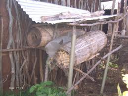 Image result for Vernonia thomsoniana