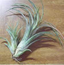 Succulents And Air Plant Propagation Propagating Plants Air Plants Care Air Plants