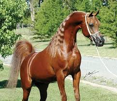 We did not find results for: Magnum Psyche Padrons Psyche X A Fancy Miracle Is A International Conglomerate Who Is Best Known For His Stallion Horses Most Beautiful Horses Arabian Horse
