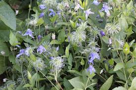 Image result for Clematis costata