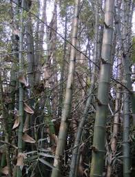 Knowing bamboo species fairly well at that time, i knew no species grew to that diameter in a square form. 21 Bamboo Ideas Bamboo Bamboo Species Bamboo Garden