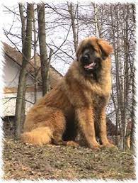 New york is known for the big apple new york city, the statue of liberty, and niagara falls. Leonberger Puppies For Sale Petfinder
