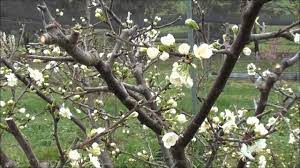 Learn more about planting and growing dwarf fruit trees. How To Prune Plum Trees Youtube