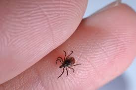 Interesting Tick Facts - Little-Known Facts about Ticks
