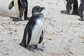 Hunderte pinguine haben sich die begehrtesten liegestellen von kapstadt gesichert. Pinguin Suss Knuddelig Wunderschonen Strand Felsbrocken Strand Pinguine Kapstadt Sudafrika Pikist