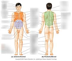 This site from the university of maryland medical center has several animations of various body systems and disorders. Anatomy Physiology Body Regions Review Diagram Quizlet