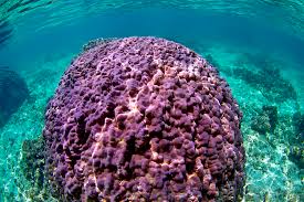 Reef development of hawaii, inc has a buildzoom score of 103, which places them above 90% of 3,768 contractors in hawaii. Before Reefs Become Deserts Keeping Coral Healthy In Hawaii Stanford News