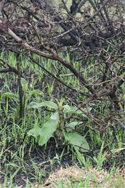 Image result for Solanum campylacanthum 'incanum type'
