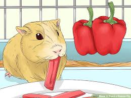 How To Feed A Guinea Pig 13 Steps With Pictures Wikihow