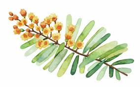 Image result for Mimosa scabrella