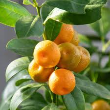 So you have arrived at this page because you are looking for an indoor fruit tree for low light situations and i am pleased to tell you that are many options available that you can successfully grow in low light. 9 Best Indoor Fruit Trees Citrus Lemons Olives And More Kitchn