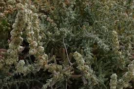 Image result for Chenolea