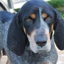 Puppyfind Bluetick Coonhound Puppies For Sale