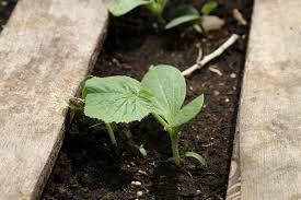 How much does zucchini seeds grow per week. How To Start Summer Squash And Zucchini From Seed
