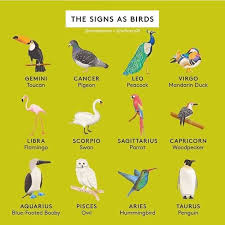 Pin On Birds