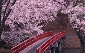 The blooms of this tree, called sakura in japanese, must be respected in spring. Wallpaper Anime Sakura Tree Background