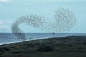 Any of various passerine birds of the family sturnidae. A New Murmuration Among Translators The Starling Bureau World Literature Today