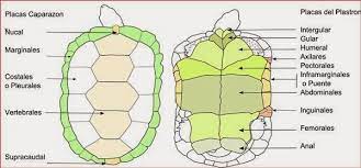 Estructura del caparazón