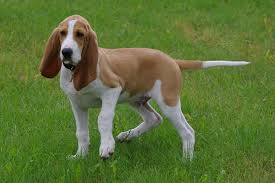 Image result for švycký honič