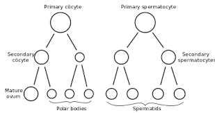 Gametogenesis Wikipedia