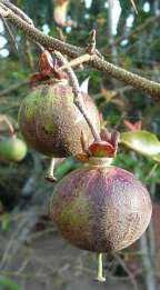 Image result for Oncoba