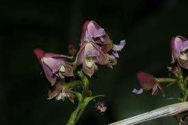 Image result for Polystachya bifida