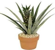 10 Etapes Pour Faire Pousser Un Ananas Comment Planter Un Ananas Ananas Plante Culture Ananas