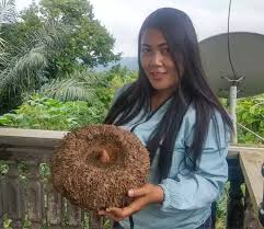 Budidaya porang belakangan ini semakin diminati para petani. Pupuk Nasa Budidaya Porang Ori Nasa Pupuk Untuk Tanaman Porang Pupuk Organik Khusus Porang Pupuk Umbi Porang Pupuk Pembesar Umbi Porang Paling Ampuh Pupuk Meningkatkan Hasil Porang Lazada Indonesia