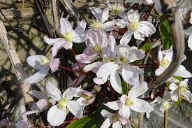 We did not find results for: Rhs Gardening 10 Of The Best Spring Flowering Clematis Rhs Gardening