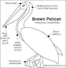 Bird On The Head Figure Of Speech Brown Pelican Printout Enchantedlearning Com Pelican Art Stained Glass Birds Pelican Drawing