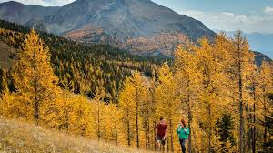 Deciduous trees available in calgary. Hiking Larch Valley And Sentinel Pass Alberta Canada