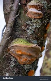 Image result for Phellinus pomaceus
