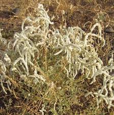 Image result for Aerva javanica