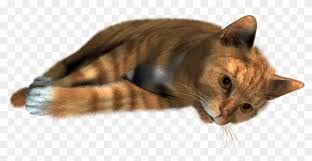 Cute Cat Sleeping Png Siamese Cats No Background Clipart 232061 Pikpng