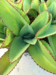 Kalanchoe Daigremontiana Mother Of Thousands Mexican Hat Kalanchoe Daigremontiana Suculentas Cactus